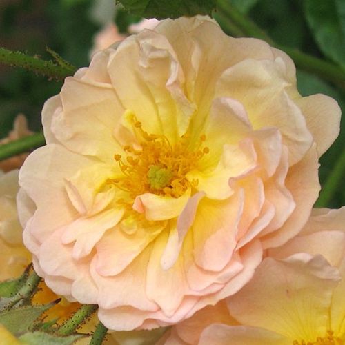 Vendita, rose rose rambler - giallo - Rosa Ghislaine de Féligonde - rosa mediamente profumata - Eugène Turbat & Compagnie - È in grado di arrampicarsi su edifici alti. Resiste nella penombra.